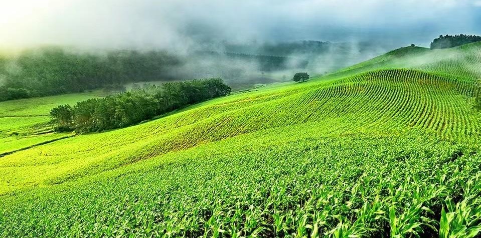 黑土地独特地理优势 丰富产品及品质保证